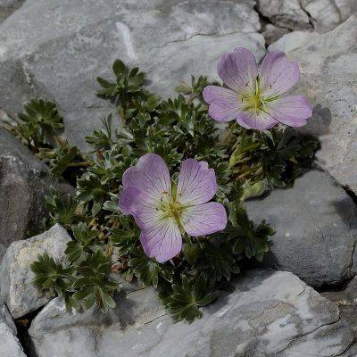 Geranium argenteum / Geranio argentino